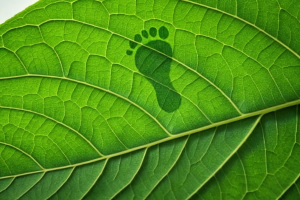 A green footprint icon imprinted on a leaf
